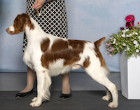 GCHB Caliah's Kenai Be Guided by Sprits JH