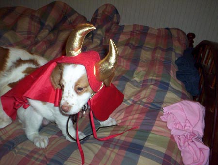 devilpup